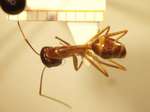 Camponotus 10 dorsal