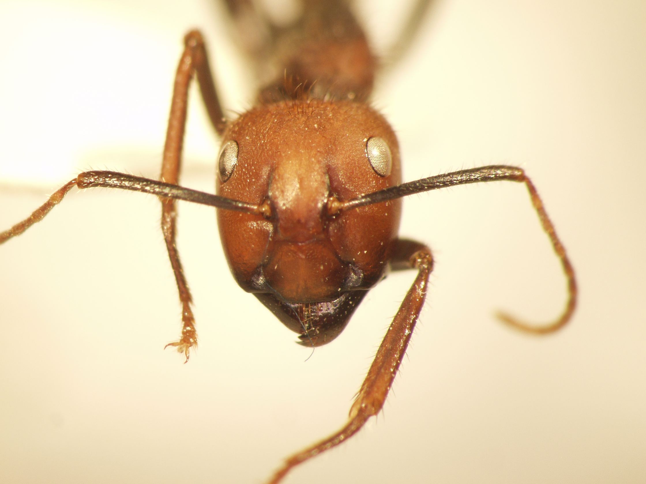 Camponotus 11 frontal