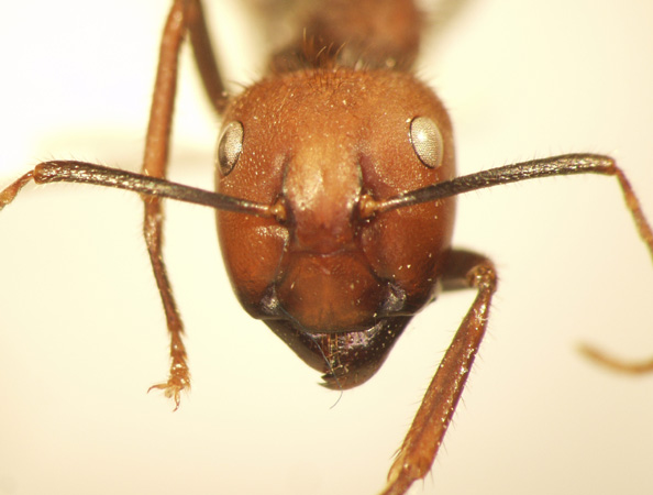 Camponotus 11 frontal