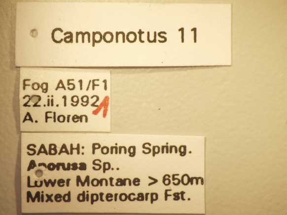 Camponotus 11 Label