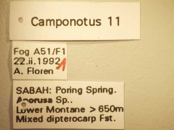Camponotus 11 Label