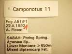 Camponotus 11 Label