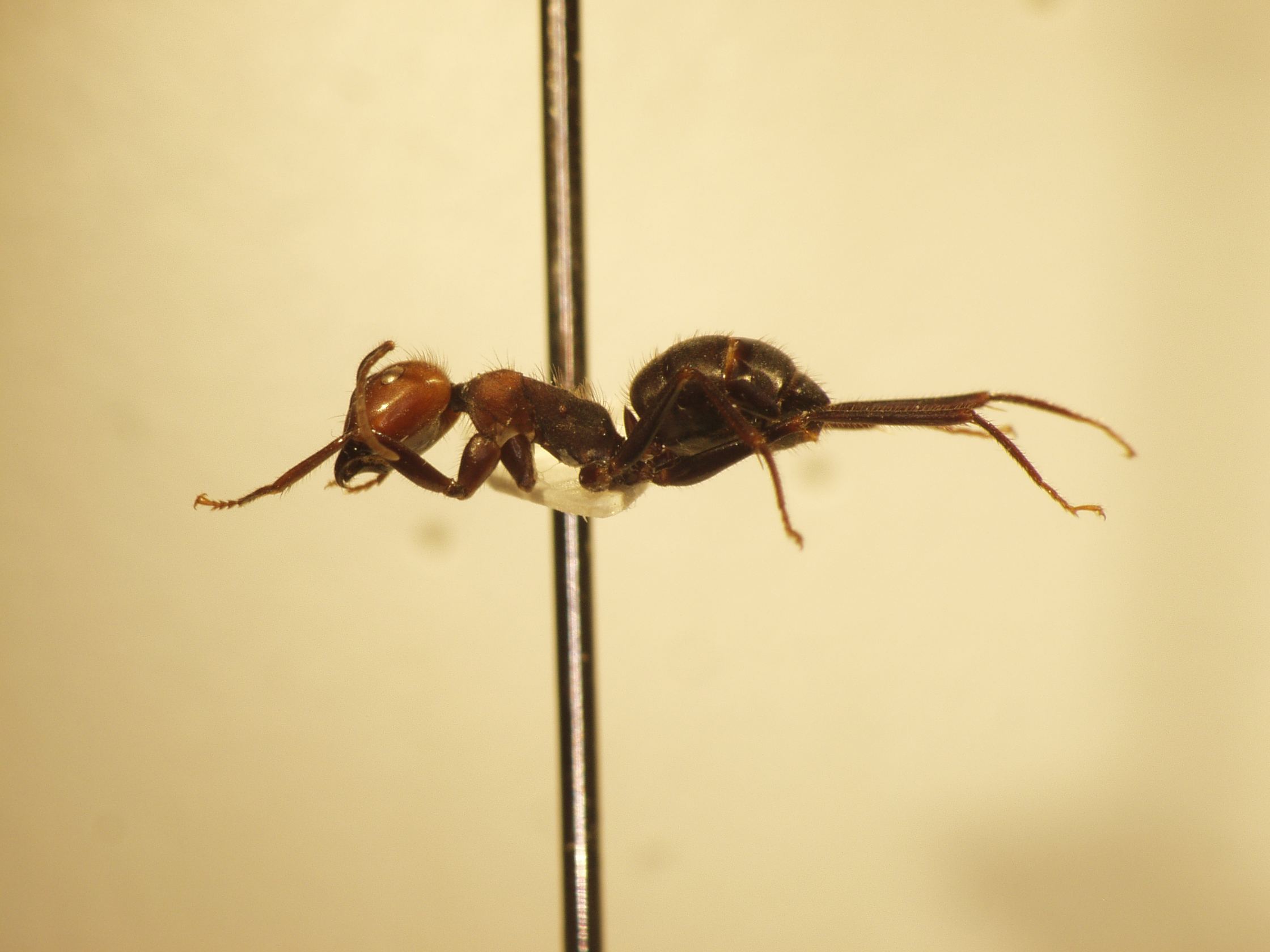 Camponotus 11 lateral