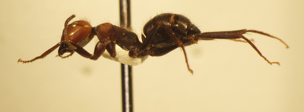 Camponotus 11 lateral