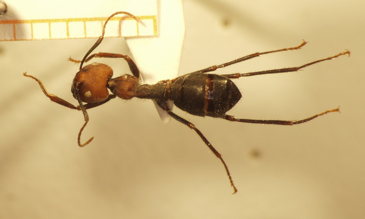 Camponotus 11 dorsal