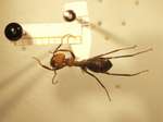 Camponotus 11 dorsal