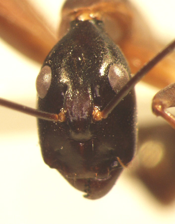Camponotus 12 frontal