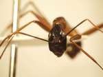Camponotus 12 frontal