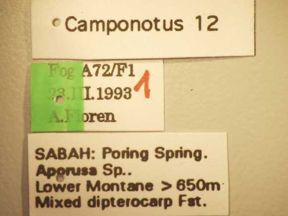 Camponotus 12 Label