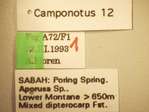 Camponotus 12 Label