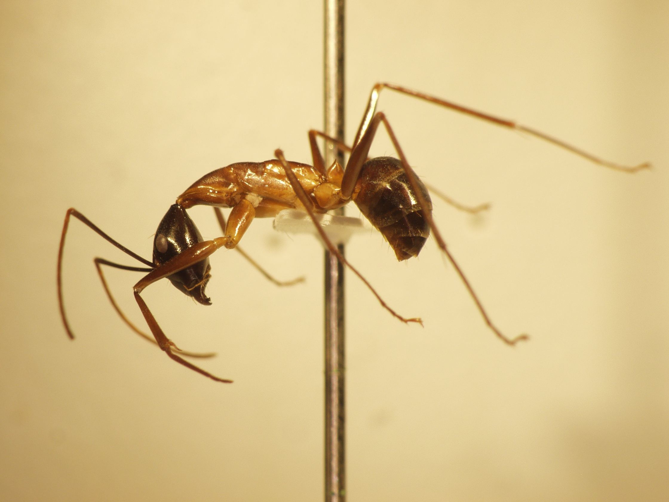 Camponotus 12 lateral