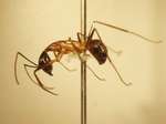 Camponotus 12 lateral