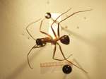 Camponotus 12 dorsal