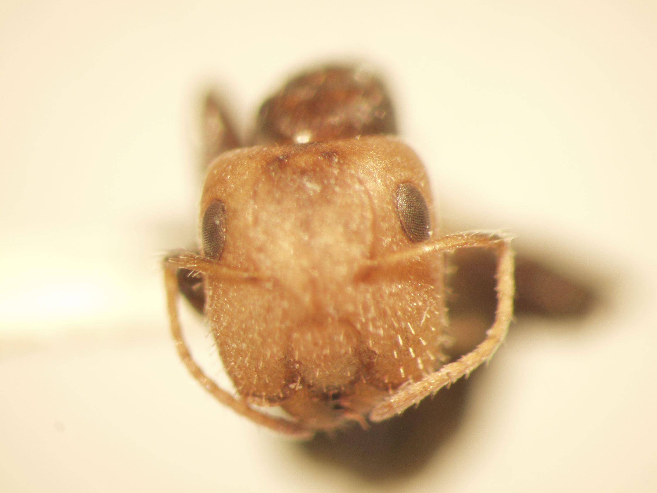 Camponotus 13 frontal