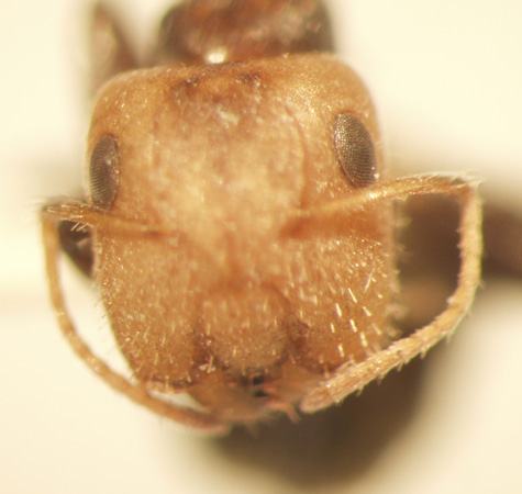 Camponotus 13 frontal