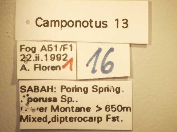 Camponotus 13 Label