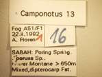 Camponotus 13 Label