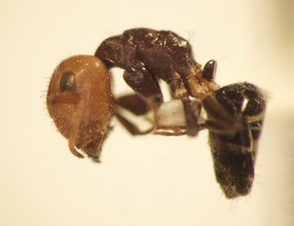 Camponotus 13 lateral