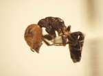Camponotus 13 lateral