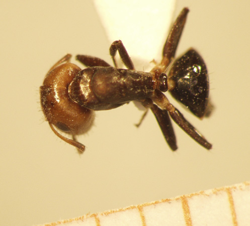 Camponotus 13 dorsal