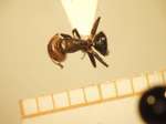 Camponotus 13 dorsal