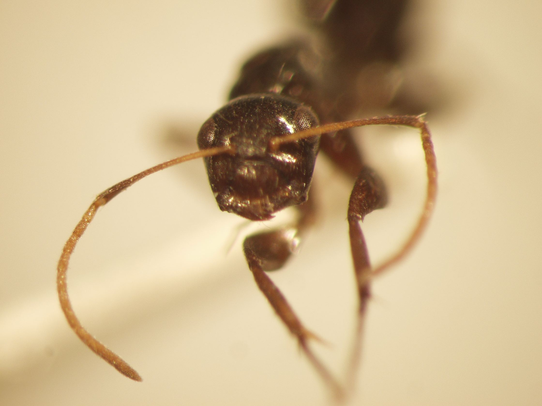 Camponotus 14 frontal