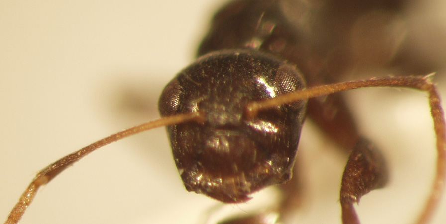 Camponotus 14 frontal