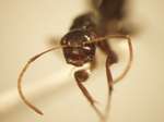 Camponotus 14 frontal