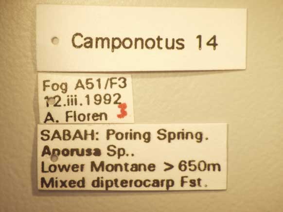 Camponotus 14 Label