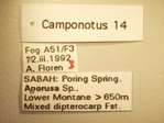 Camponotus 14 Label