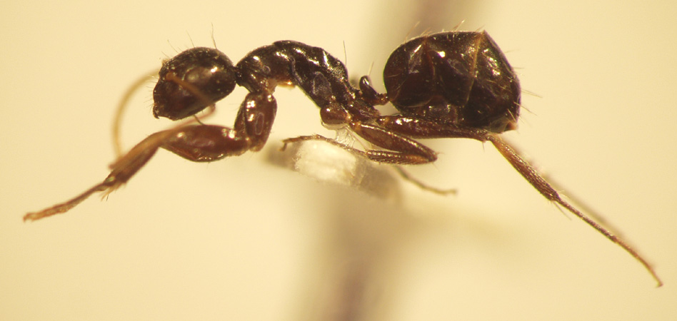 Camponotus 14 lateral
