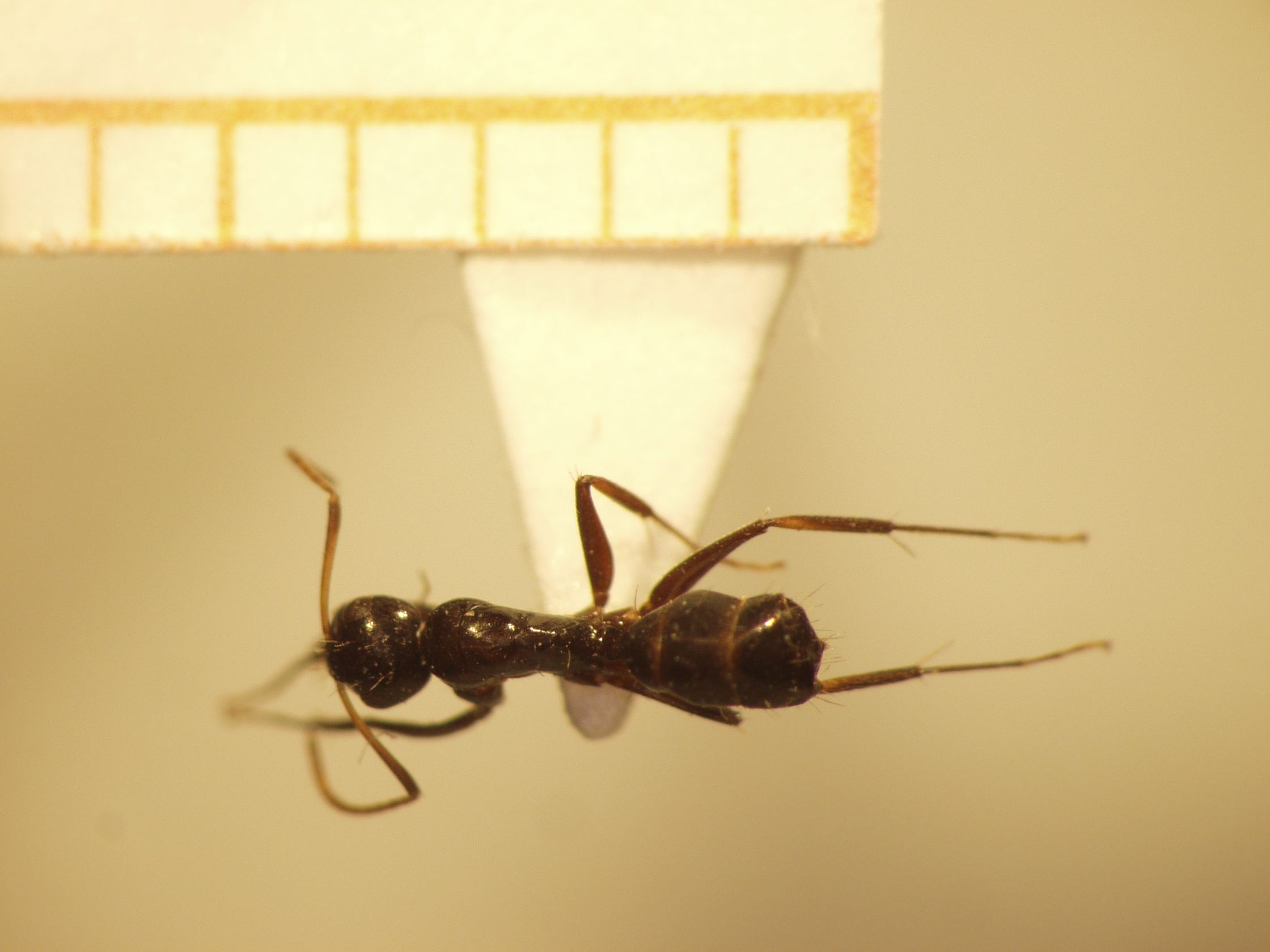 Camponotus 14 dorsal