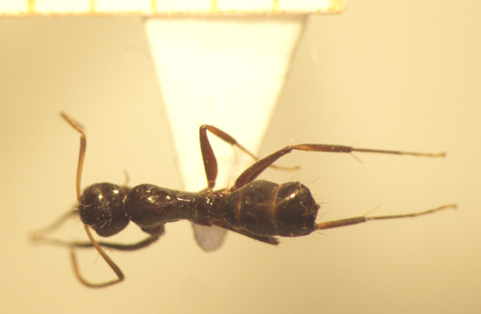 Camponotus 14 dorsal