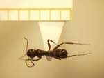 Camponotus 14 dorsal