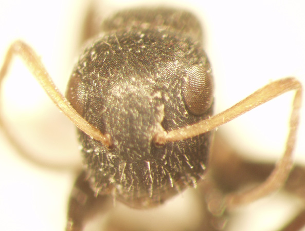 Camponotus 16 frontal