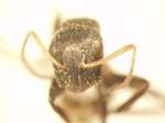 Camponotus 16 frontal