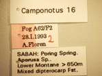Camponotus 16 Label