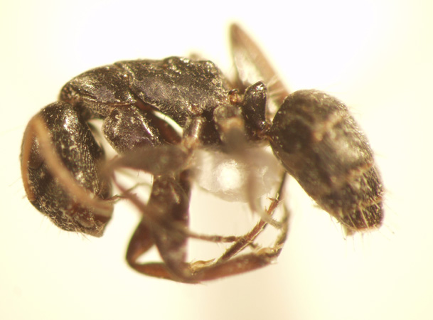 Camponotus 16 lateral