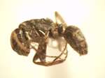 Camponotus 16 lateral