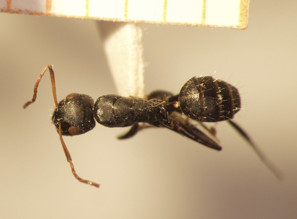 Camponotus 16 dorsal