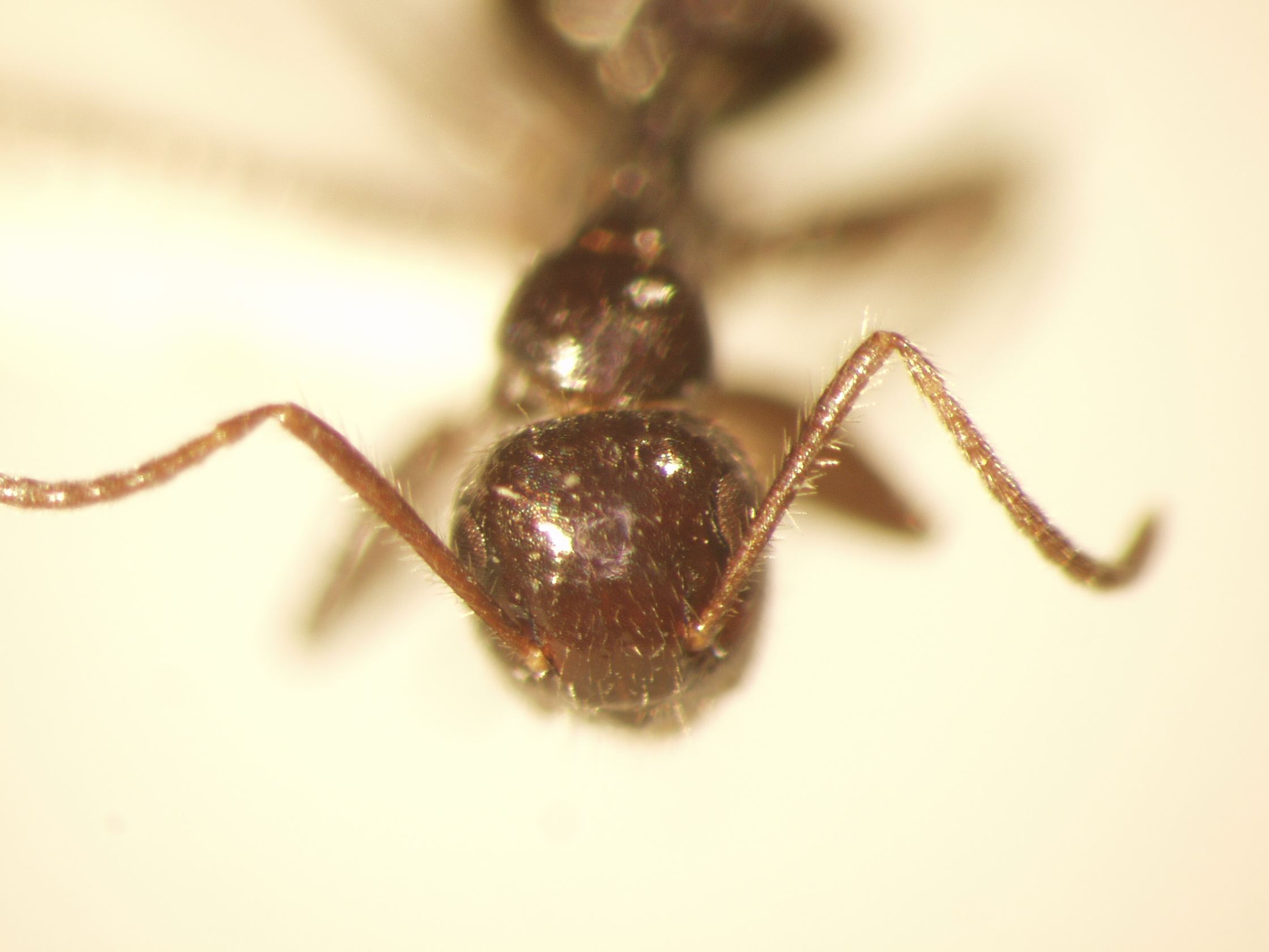 Camponotus 17 frontal
