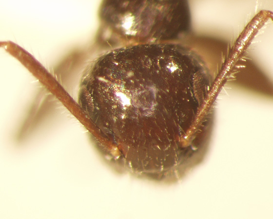 Camponotus 17 frontal