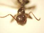 Camponotus 17 frontal