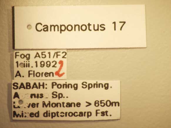 Camponotus 17 Label