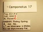 Camponotus 17 Label