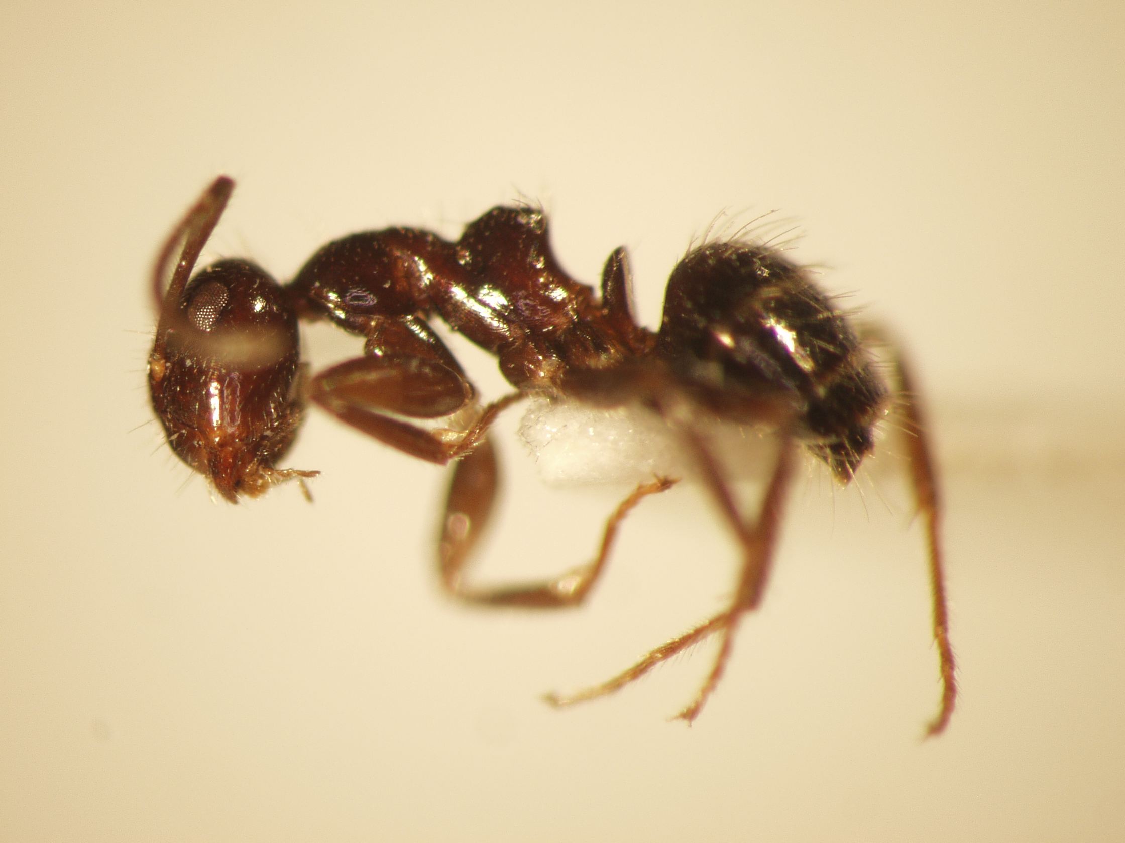 Camponotus 17 lateral