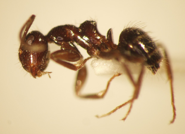 Camponotus 17 lateral