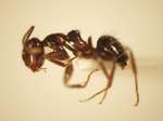 Camponotus 17 lateral