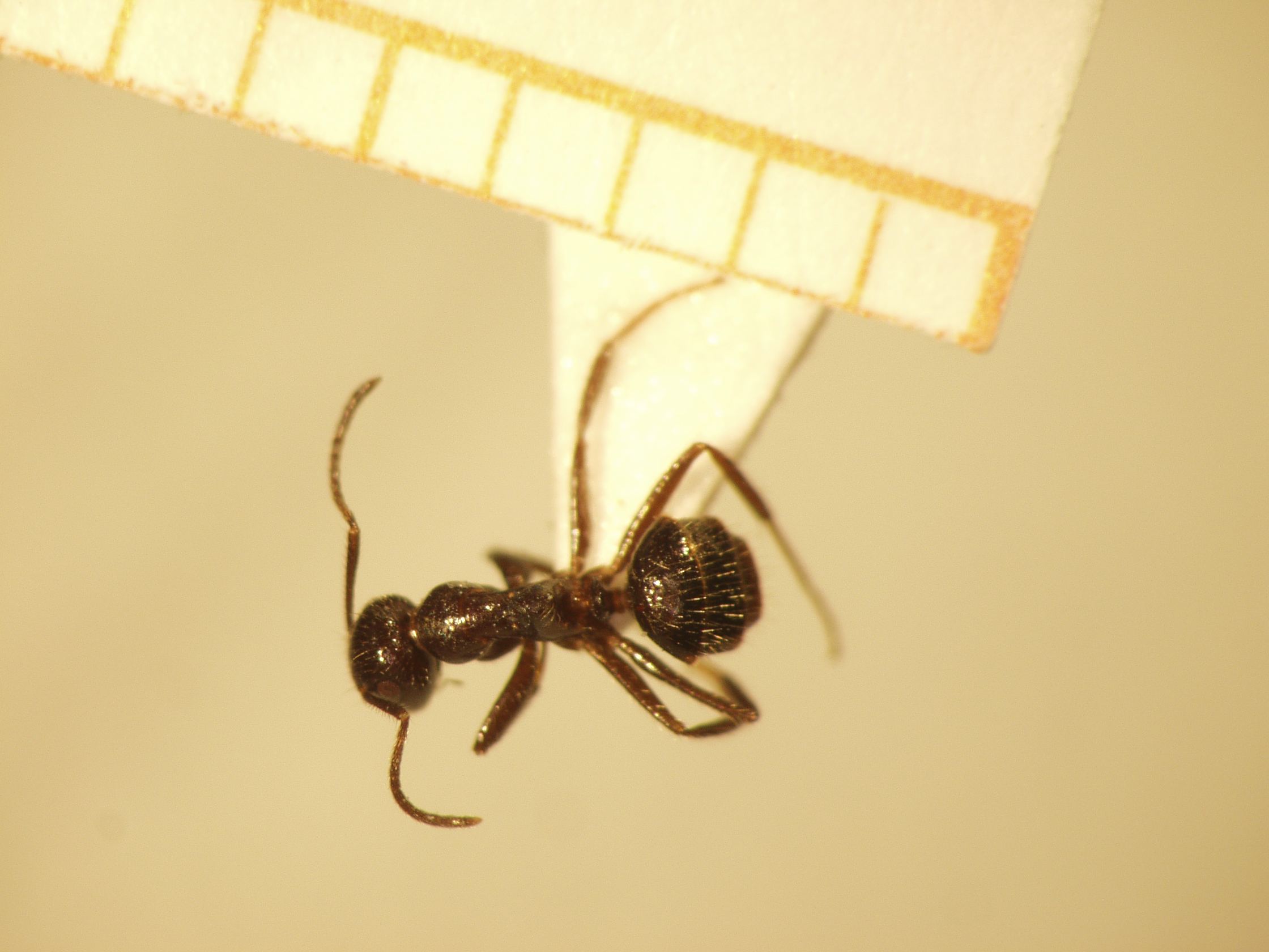 Camponotus 17 dorsal
