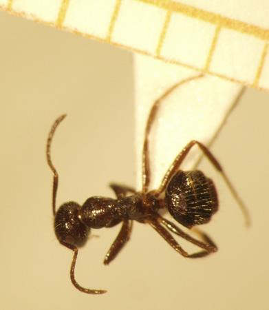 Camponotus 17 dorsal